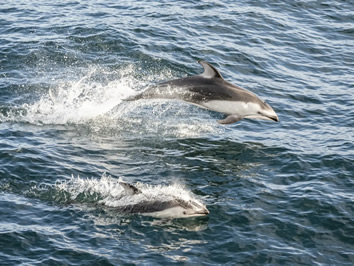 Baja California gay cruise dolphins