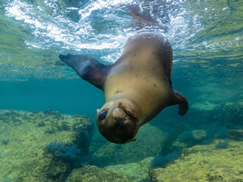 Baja Mexico gay cruise sea lion