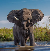 Botswana Okavango Delta gay safari