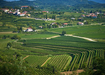 Slovenia wine region