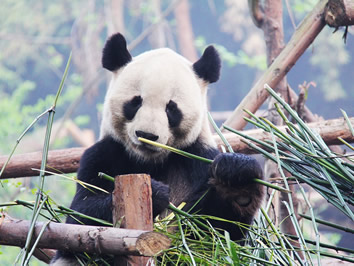 China gay tour - Panda Bear