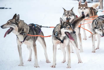 Finland husky gay safari