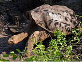 Galapagos gay cruise tortoise