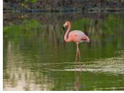 Galapagos gay cruise - flamingo