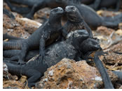Galapagos gay cruise - marine iguana