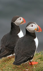 Gay Iceland Adventure Cruise 2027