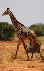 Kenya luxury gay safari tour
