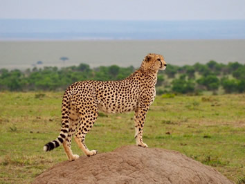 Kenya Masai Mara gay safari