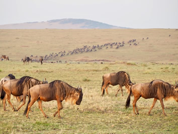 Masai Mara Great Wildebeest Migration