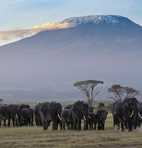 Kilimanjaro elephants