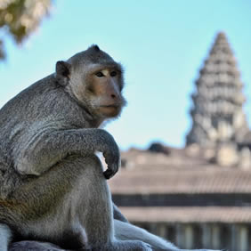 Angkor Wat monkey