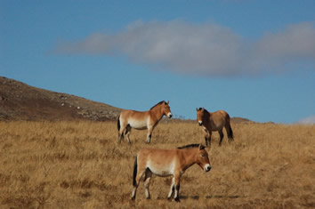 Monglia wild takhi horses