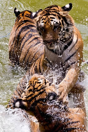 Thailand Gay Tour - Kanchanaburi tigers