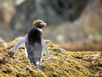 Patagonia gay cruise - Macaroni Penguin