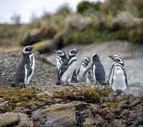 Patagonia penguins