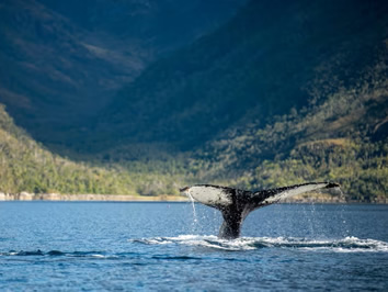 Patagonia whale