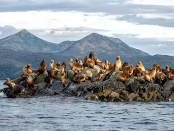 Patagonia wildlife gay cruise