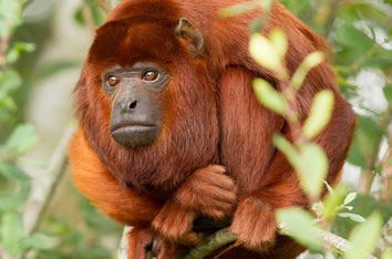 Peru Amazon Jungle gay tour