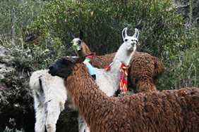 Peru gay group tour
