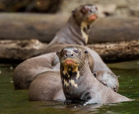 Amazon giant river otters