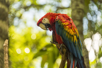 Amazon wildlife gay cruise