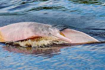 Amazon gay cruise - Pink river dolphins