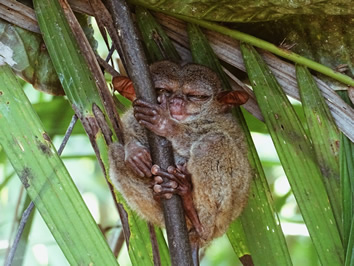 Philippines gay tour - tarsier sanctuary