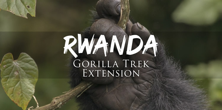 Rwanda Gorilla Trek gay safari tour