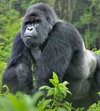 Rwanda Gorilla gay safari