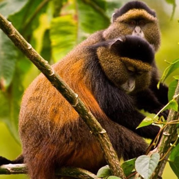Rwanda golden monkey safari