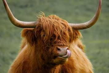 Scottish cow