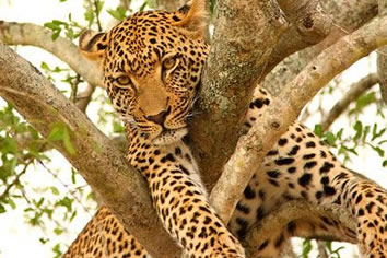 South Africa gay safari tour