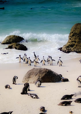 South Africa penguins