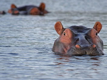 Botswana gay safari