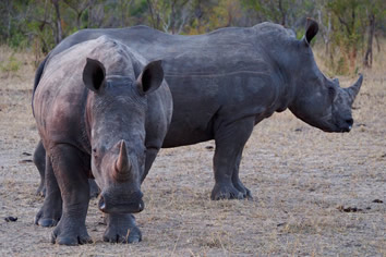South Africa lesbian safari - Rhino
