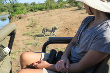 South Africa lesbian safari leopard