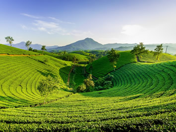 Ceylon tea
