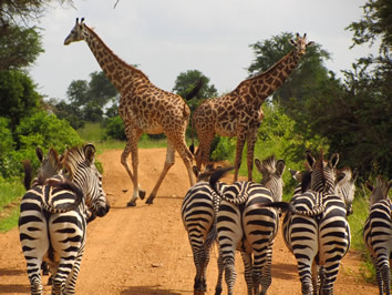 Gay Tanzania safari