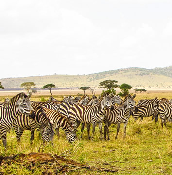 Gay Tanzania safari tour