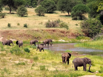 Tanzania gay safari elephants