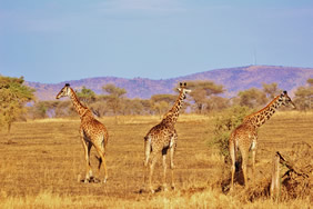 Tanzania gay safari giraffe
