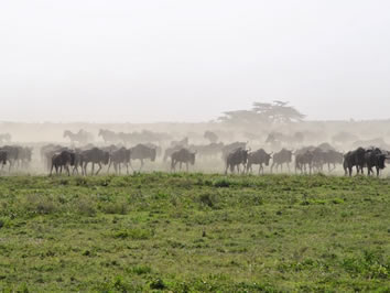 Tanzania gay safari - wildbeests