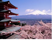 Cherry Blossom Japan gay tour