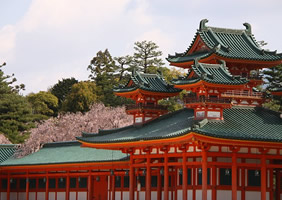 Kyoto sakura blossom gay tour