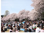 Tokyo gay tour - Ohanami lunch