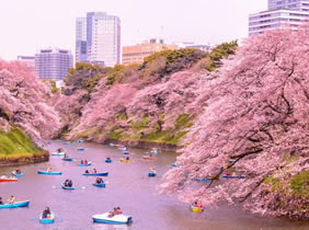 Sakura blossom Japan gay tour