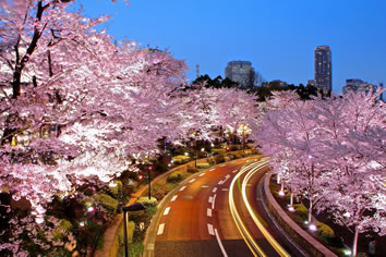 Tokyo Cherry Blossom Japan gay tour