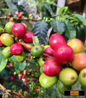 Colombia coffee