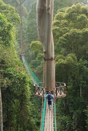 Costa Rica Rainforest canopy walk