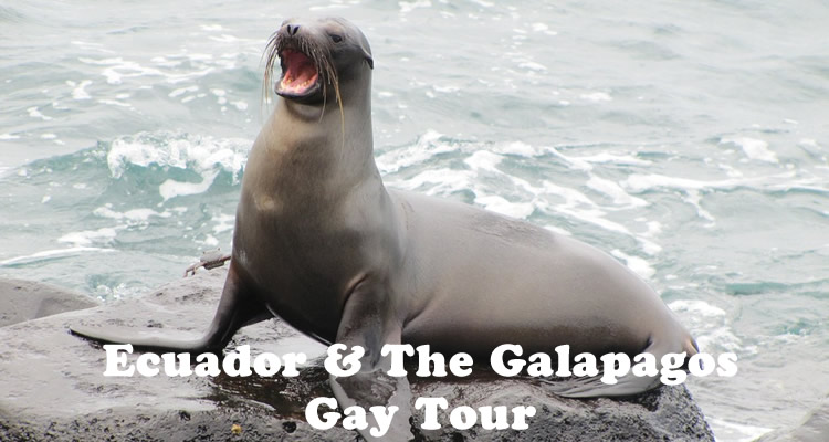 Gay Sea Lion